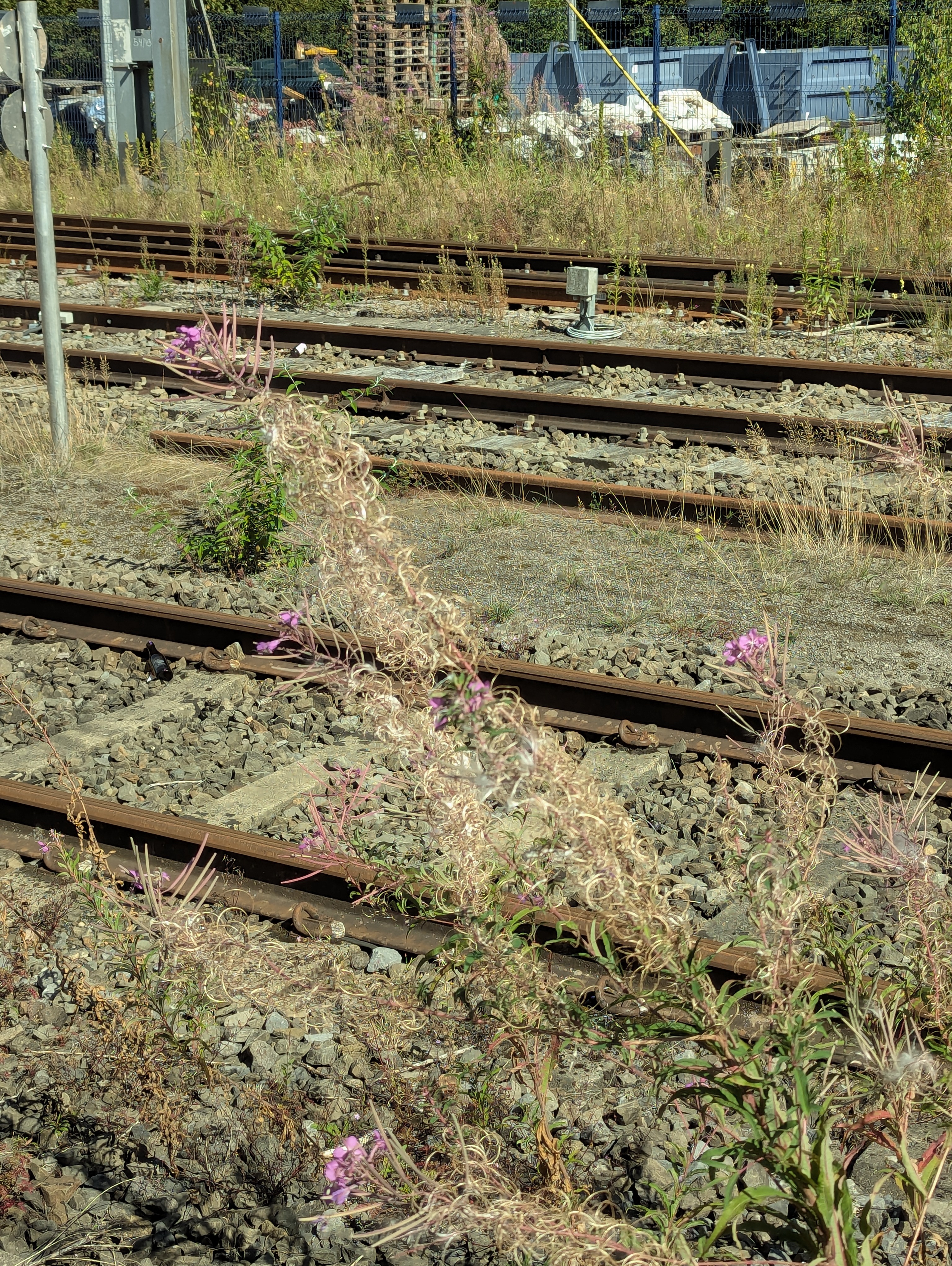 train, Koln, Germany, Belgium